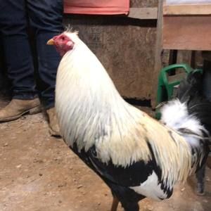 Meet your Posher, Paco